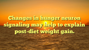 Changes in hunger neuron signaling may help to explain post-diet weight gain.
